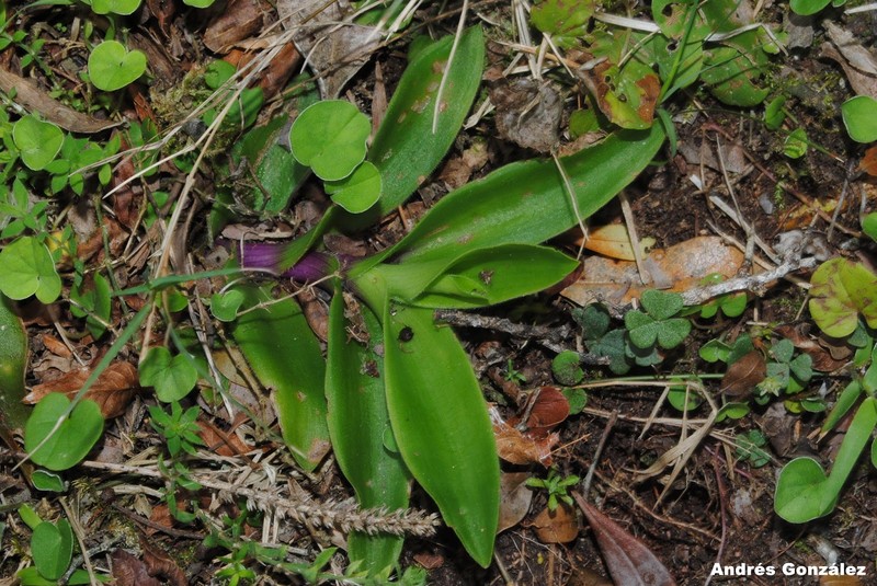Succulent Spiderwort photo 3