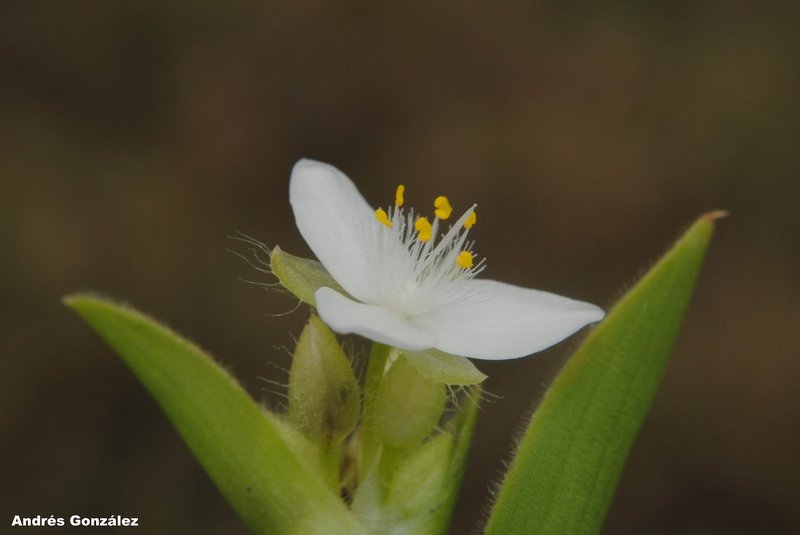 Succulent Spiderwort photo 5