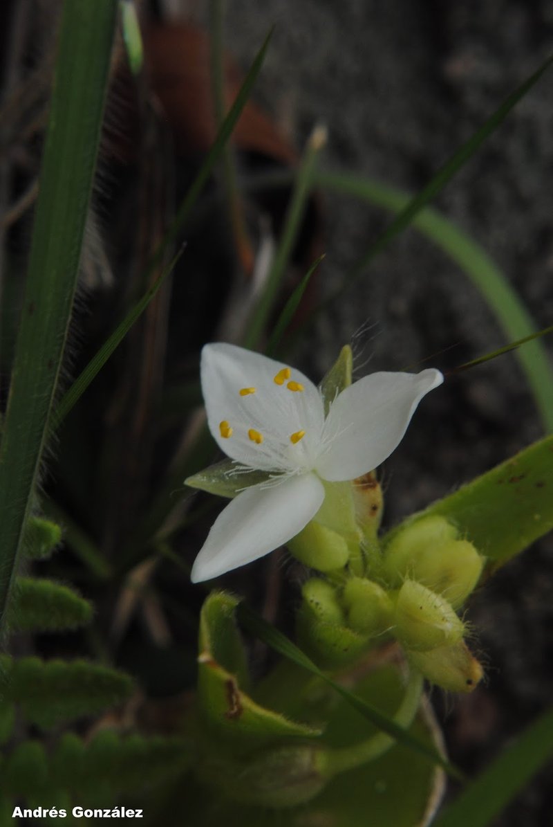 Succulent Spiderwort photo 6