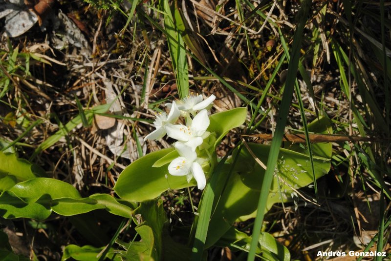 Succulent Spiderwort photo 7