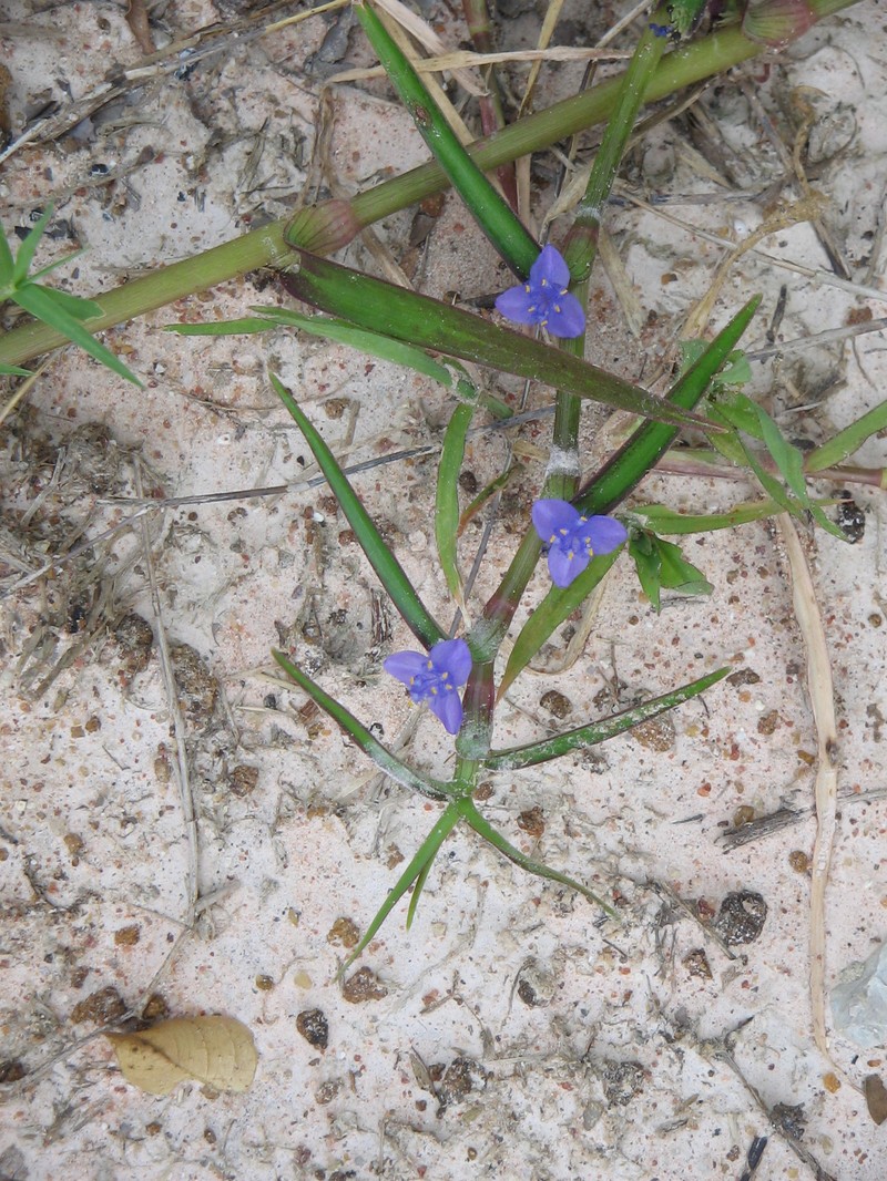 Diffuse Spiderwort