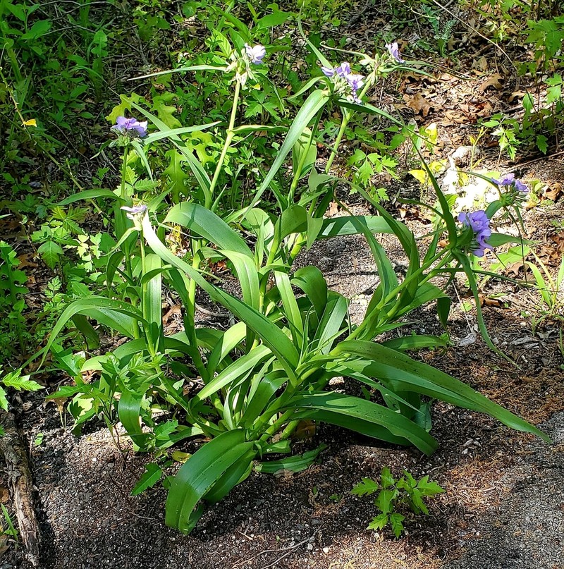 Plateau Spiderwort