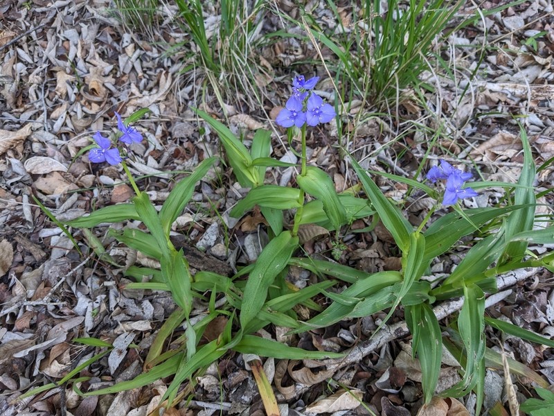 Plateau Spiderwort photo 2