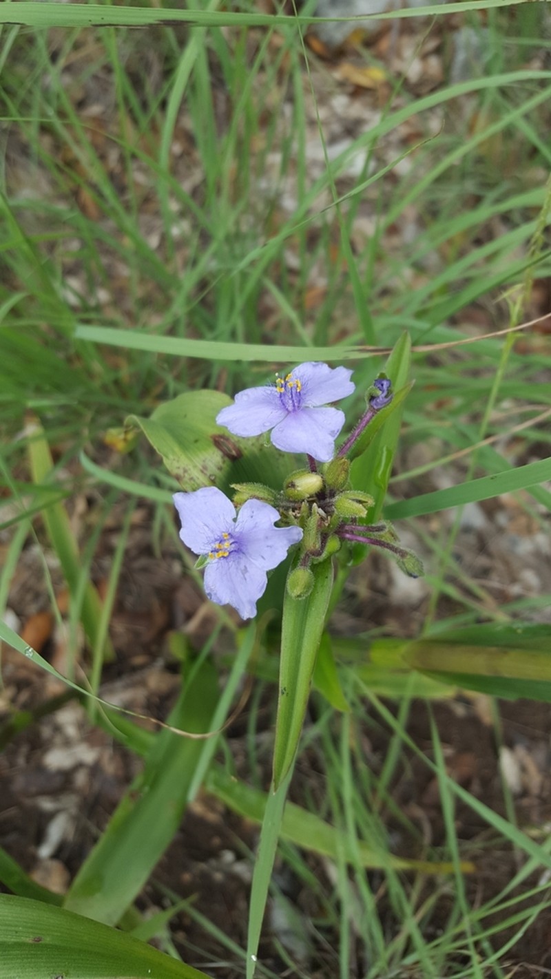 Plateau Spiderwort photo 3