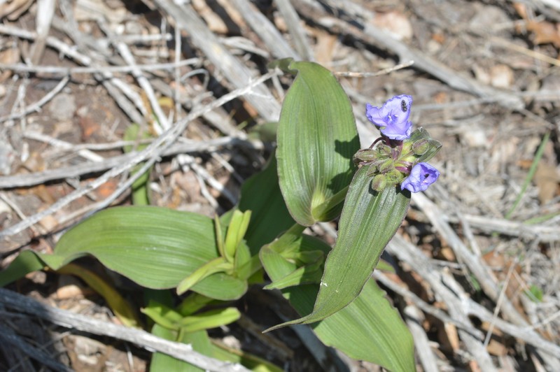 Plateau Spiderwort photo 4