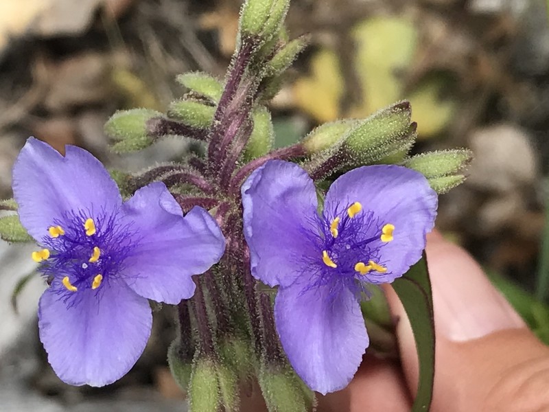 Plateau Spiderwort photo 5