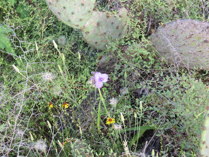 Plateau Spiderwort photo 6