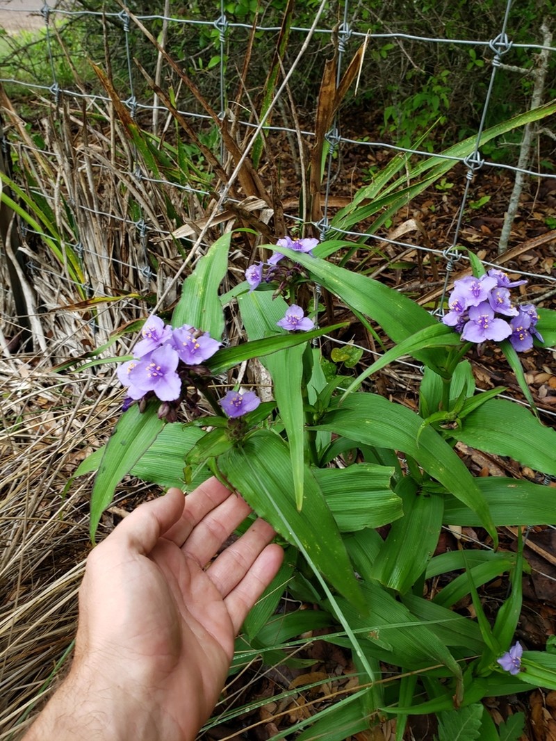 Plateau Spiderwort photo 7