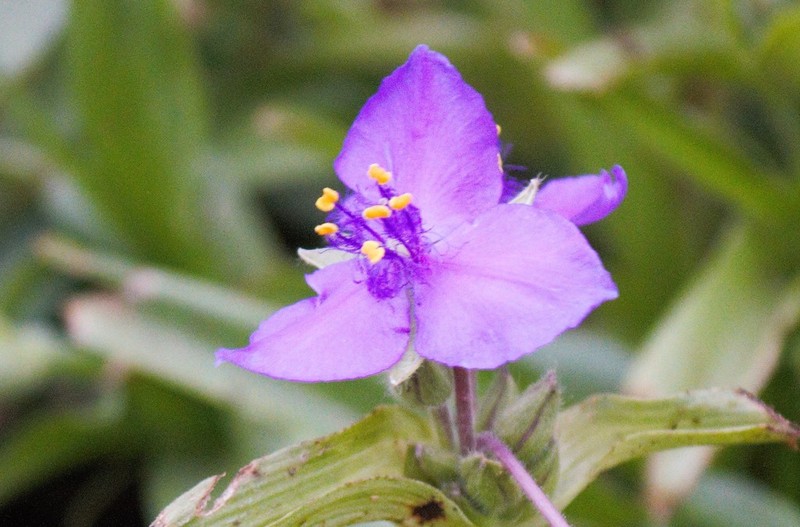 Plateau Spiderwort photo 8