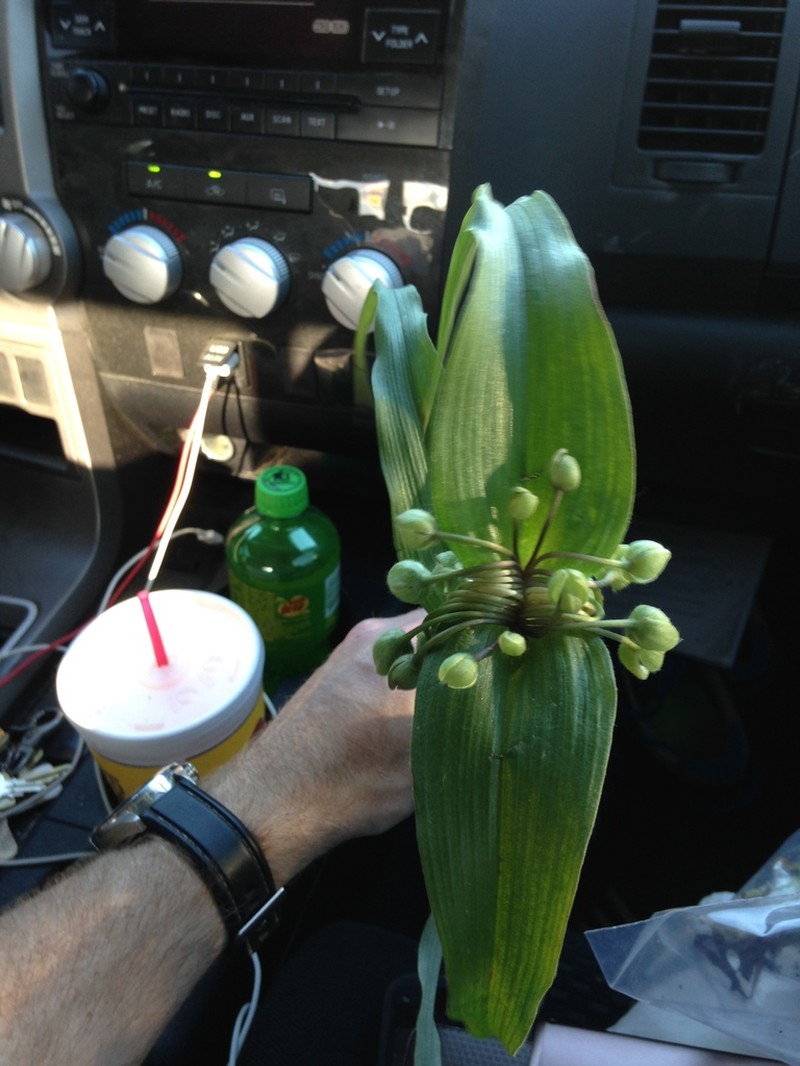 Ernest's Spiderwort photo 2