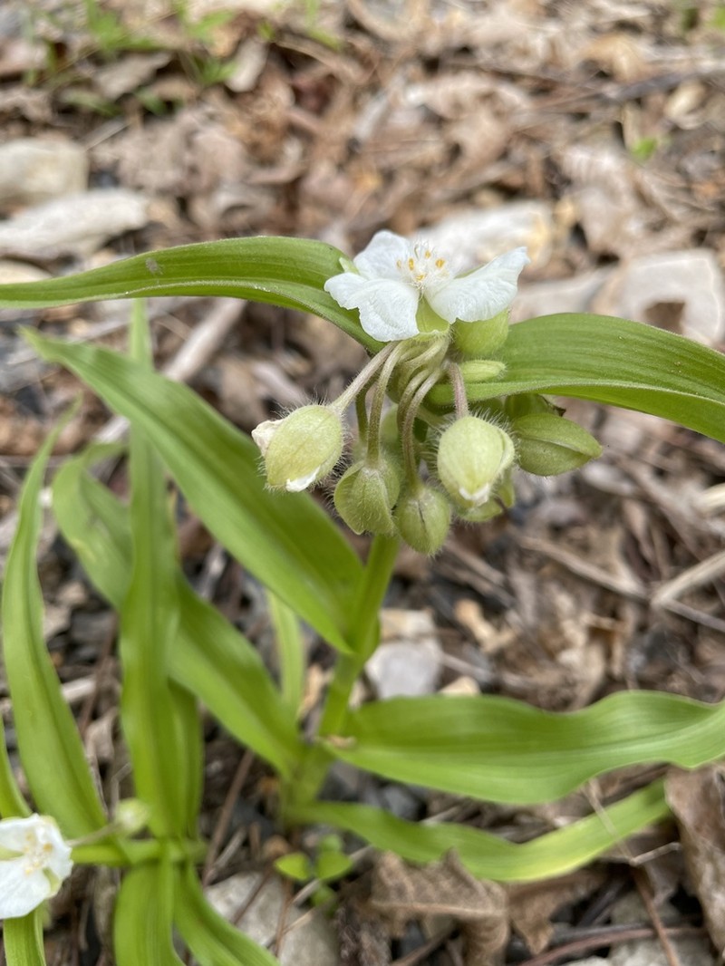 Ernest's Spiderwort photo 3