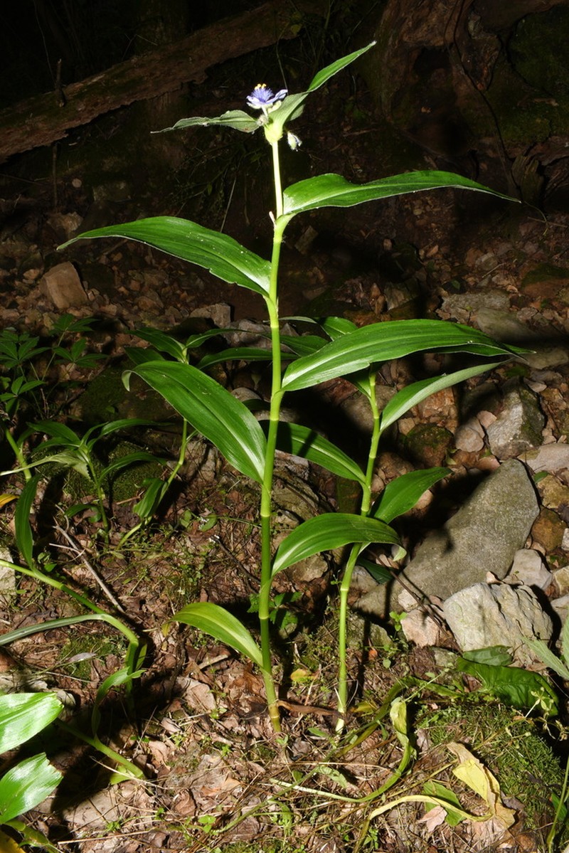 Ernest's Spiderwort photo 4