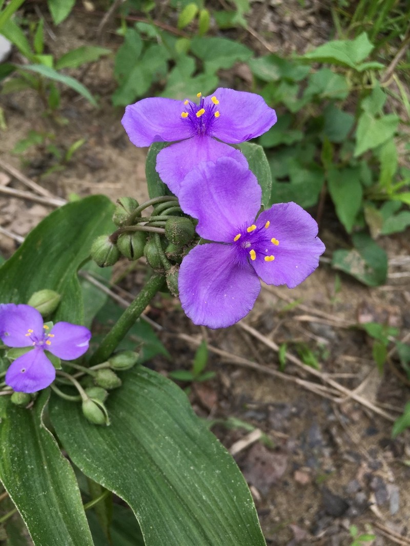Ernest's Spiderwort photo 5