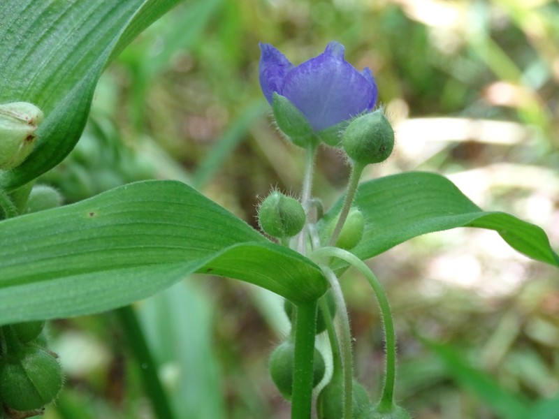 Ernest's Spiderwort photo 6