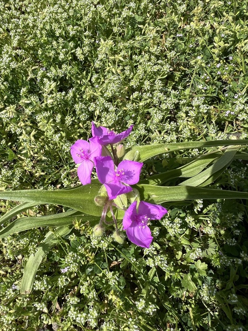Ernest's Spiderwort photo 7