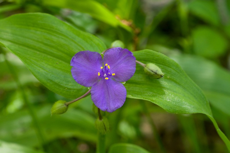 Ernest's Spiderwort