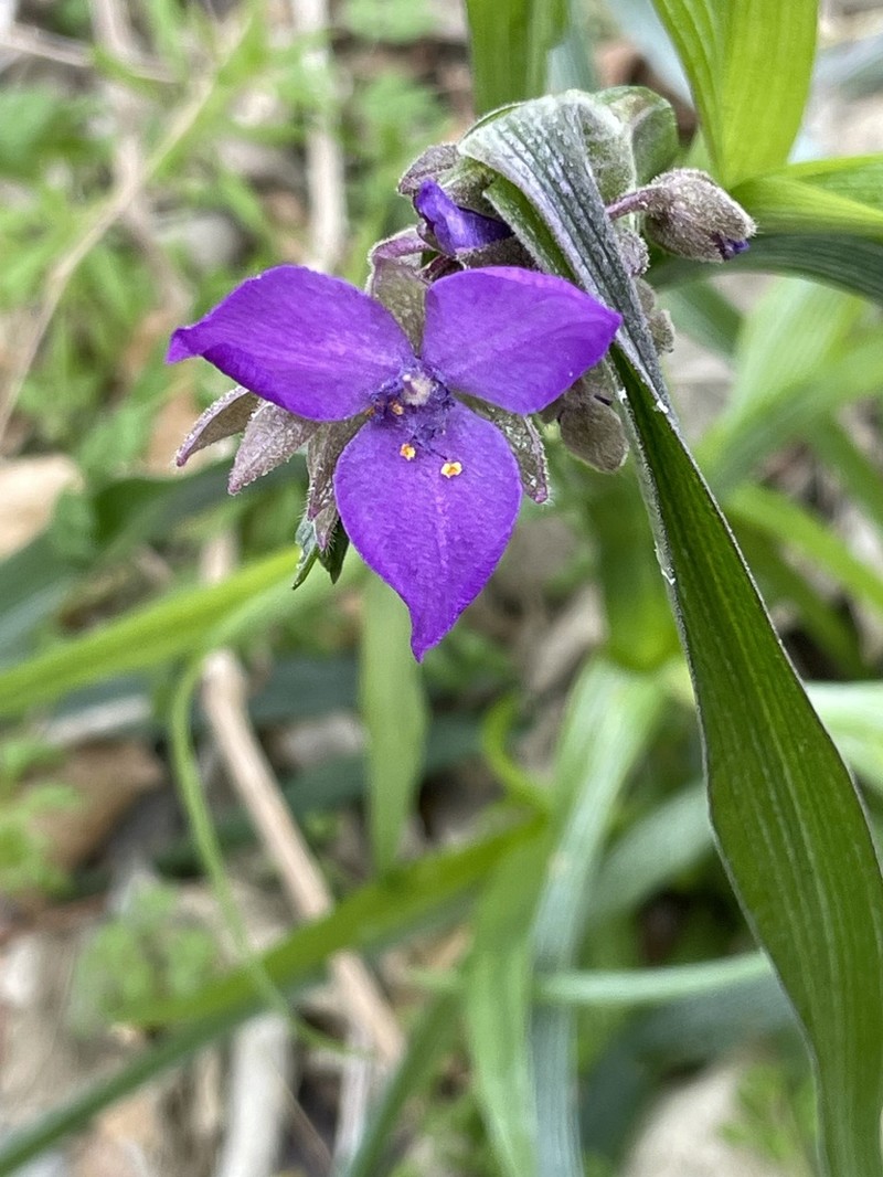 Giant Spiderwort