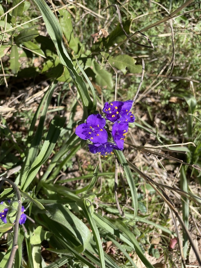 Giant Spiderwort photo 2