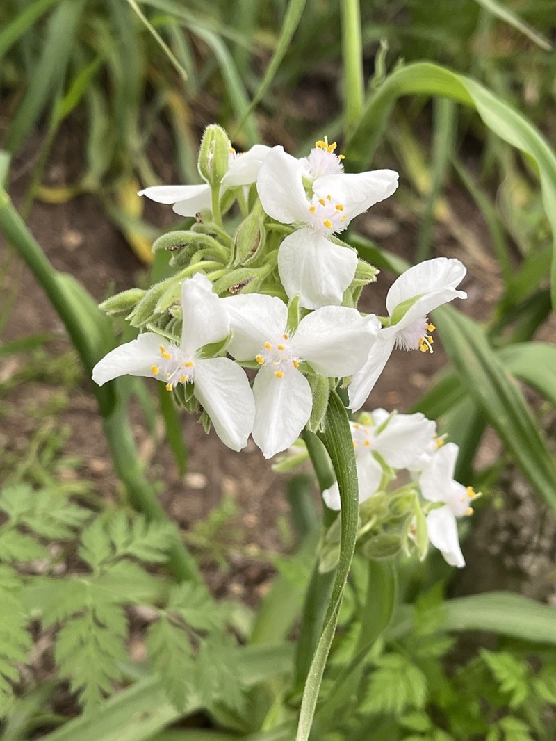 Giant Spiderwort photo 3