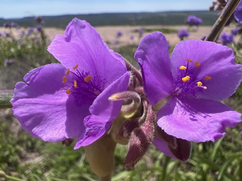 Giant Spiderwort photo 4