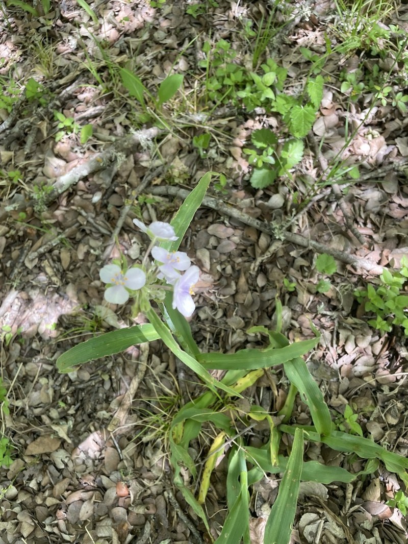 Giant Spiderwort photo 5