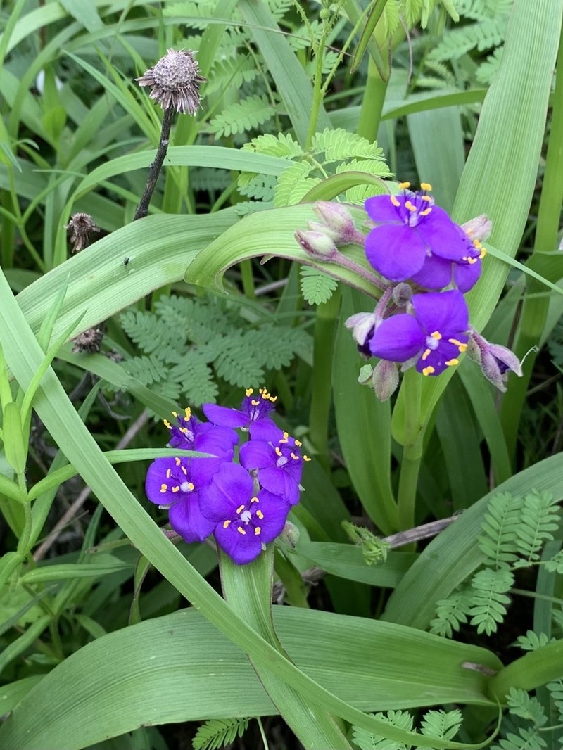 Giant Spiderwort photo 6