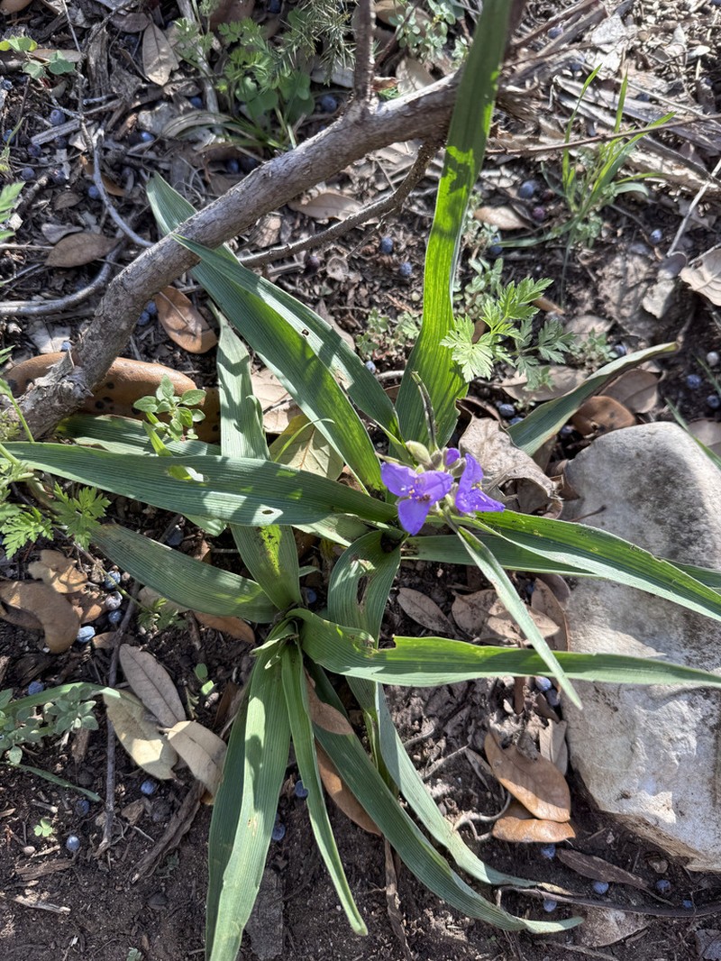 Giant Spiderwort photo 7