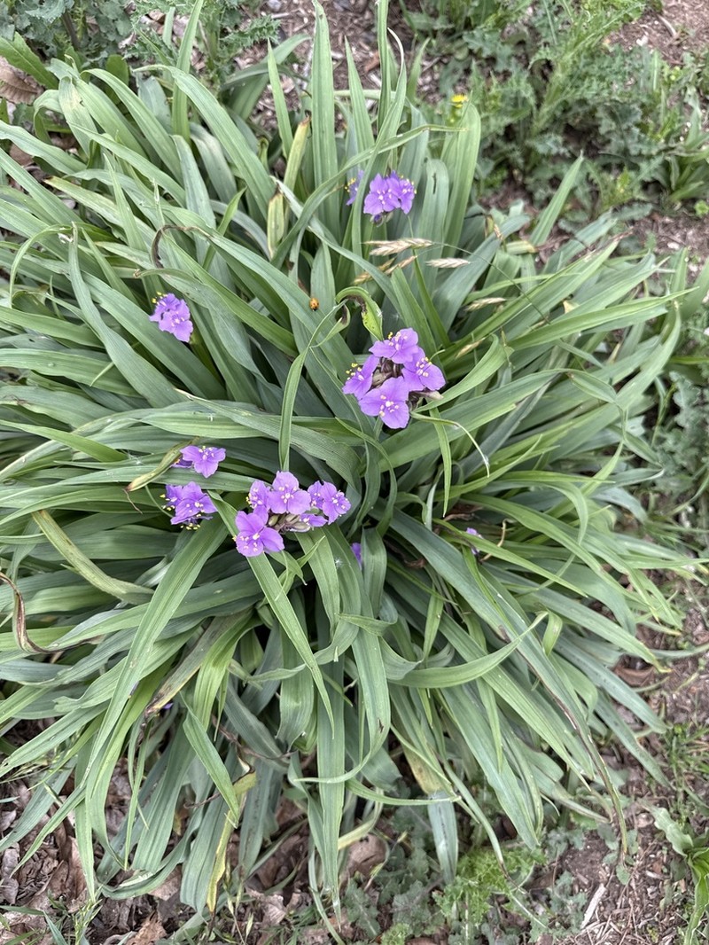 Giant Spiderwort photo 8