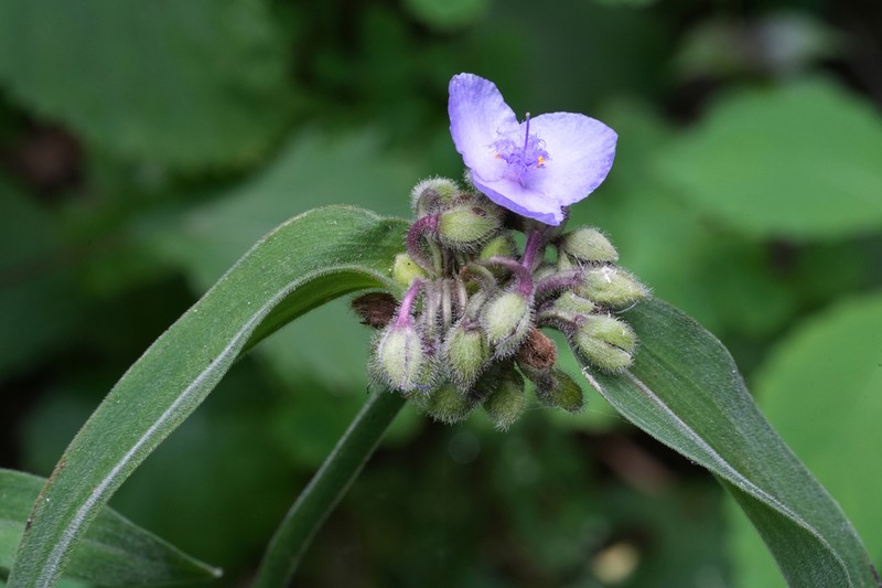 Hairystem Spiderwort photo 2