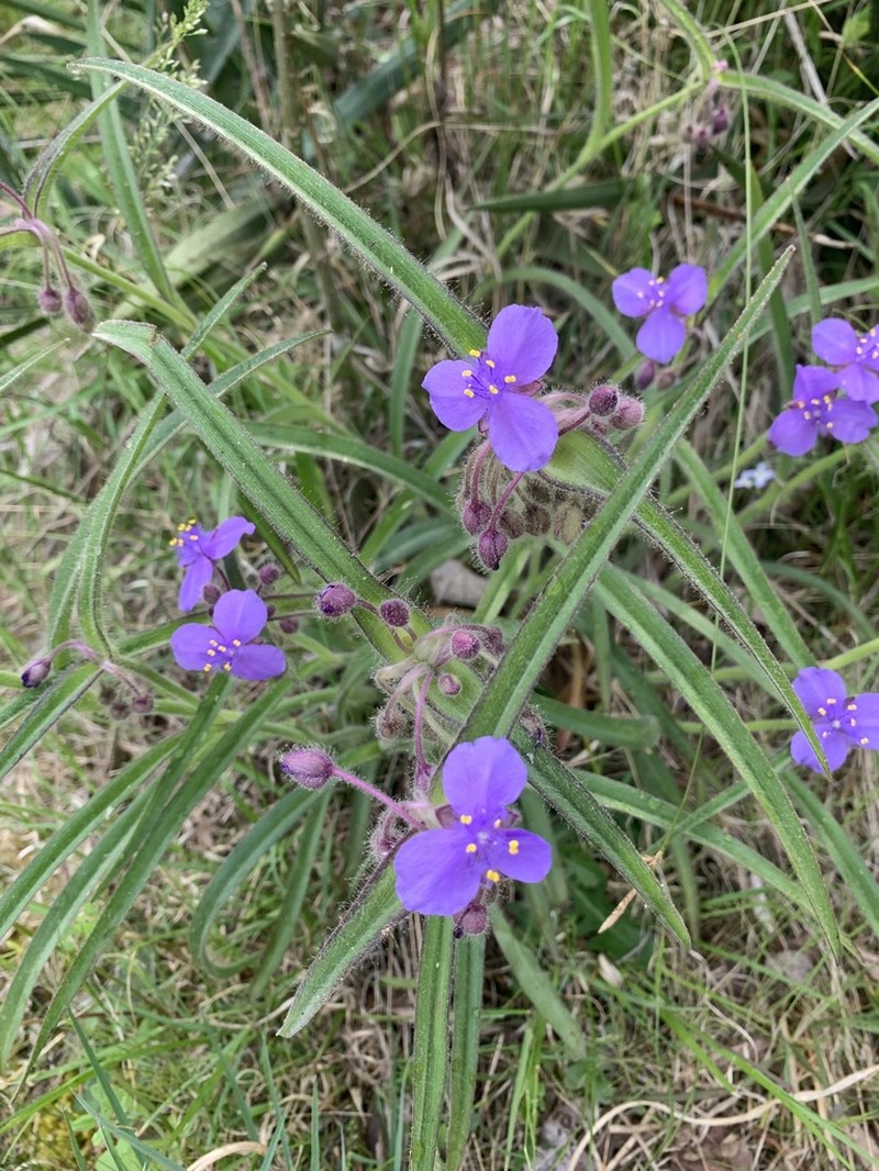 Hairystem Spiderwort photo 3