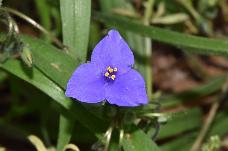 Hairystem Spiderwort photo 4