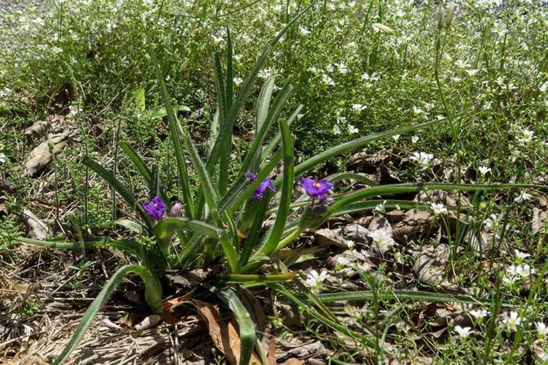Hairystem Spiderwort photo 5