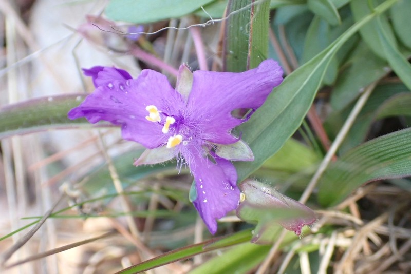 Hairystem Spiderwort photo 6