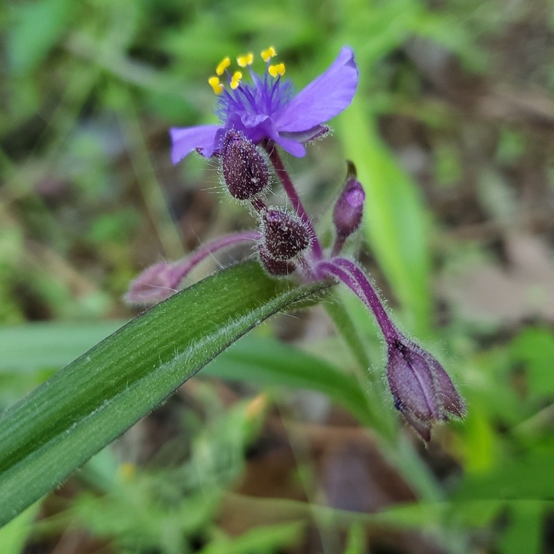 Hairystem Spiderwort photo 7