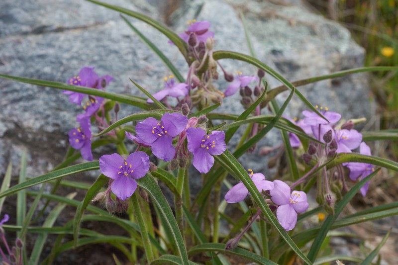 Hairystem Spiderwort