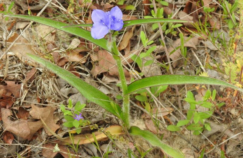 Hairyflower Spiderwort photo 3