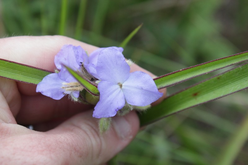 Hairyflower Spiderwort photo 4