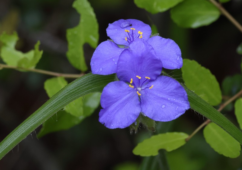Hairyflower Spiderwort photo 5