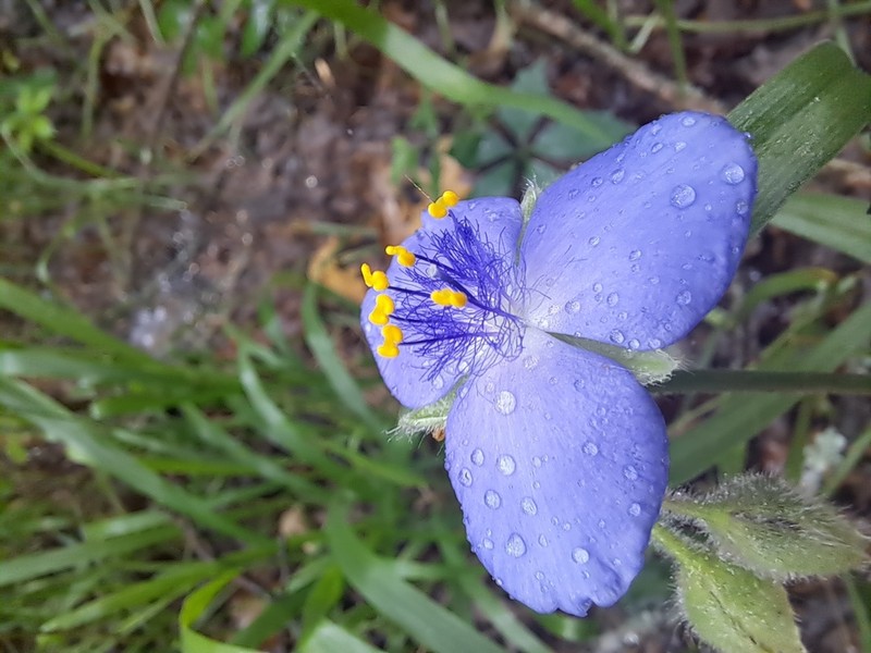 Hairyflower Spiderwort photo 6