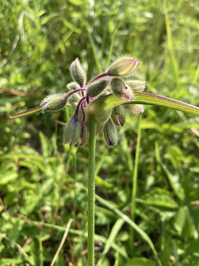 Hairyflower Spiderwort photo 7