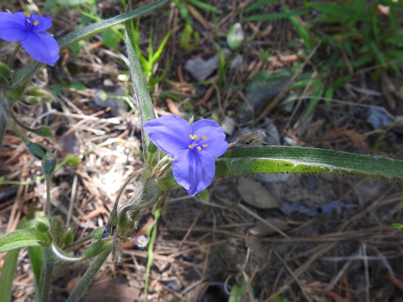 Hairyflower Spiderwort photo 8