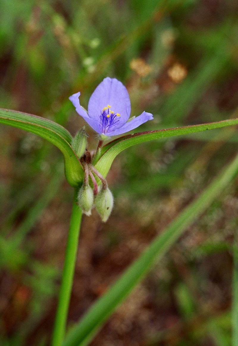 Hairyflower Spiderwort photo 2