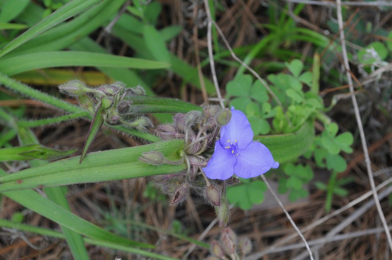 Hairyflower Spiderwort photo 3