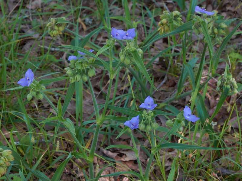Hairyflower Spiderwort