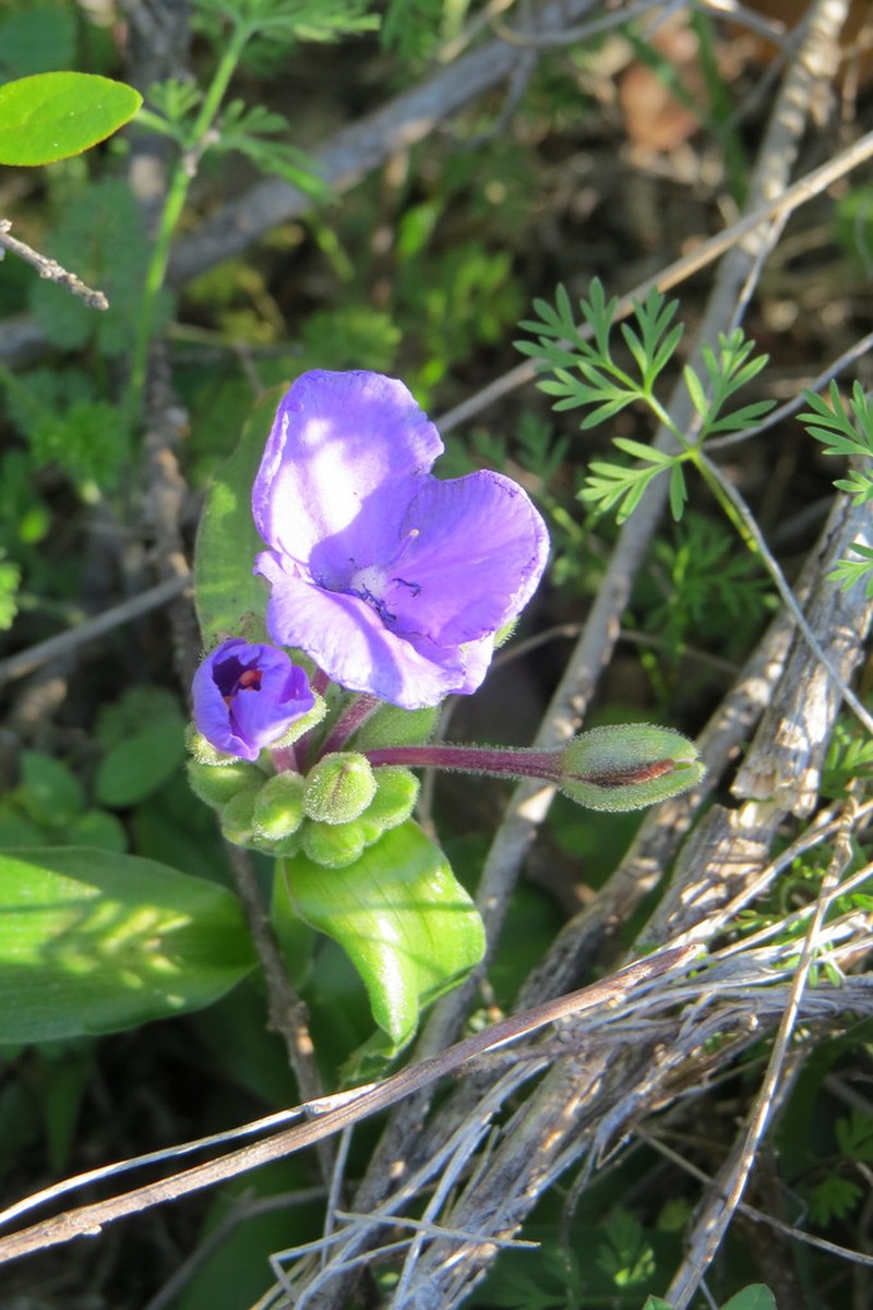 Diffuse Spiderwort photo 2
