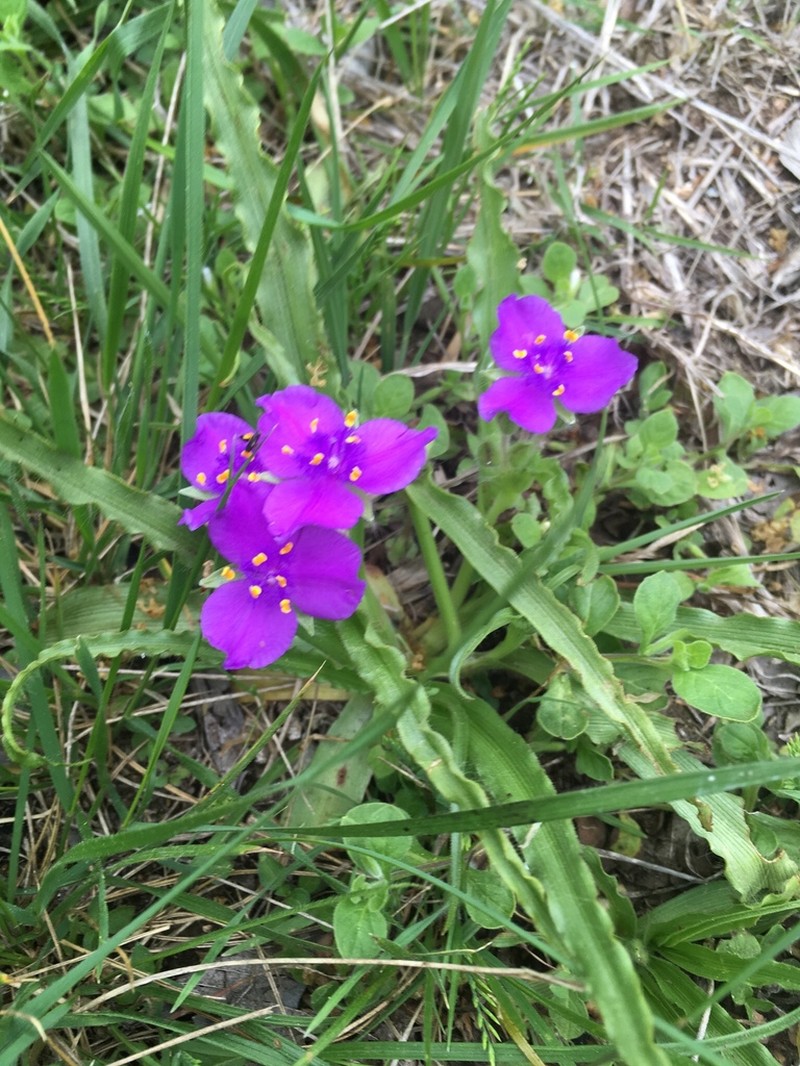 Diffuse Spiderwort photo 4