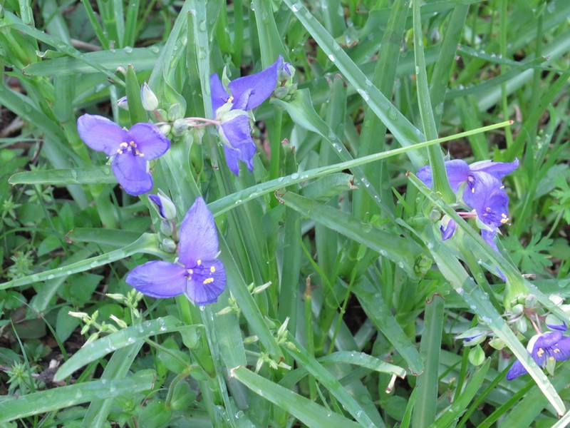 Diffuse Spiderwort photo 5