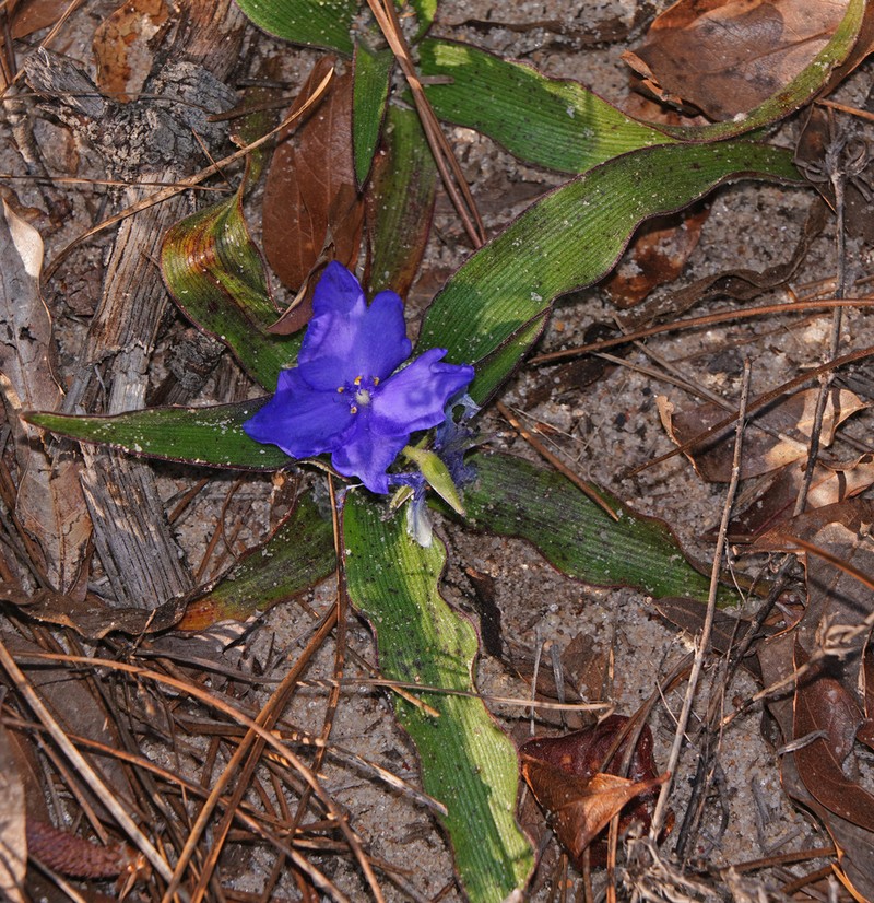 Texas Spiderwort