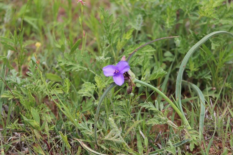 Texas Spiderwort photo 3