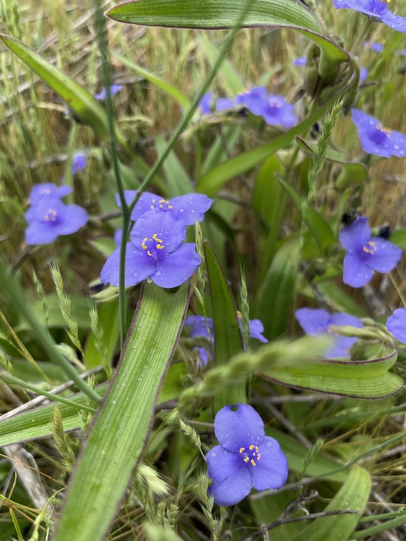 Texas Spiderwort photo 6